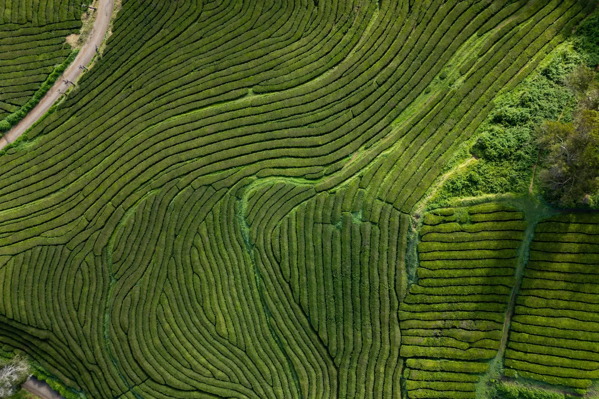 Aerial view of terraced tea plantation rows - representing structured, systematic talent identification